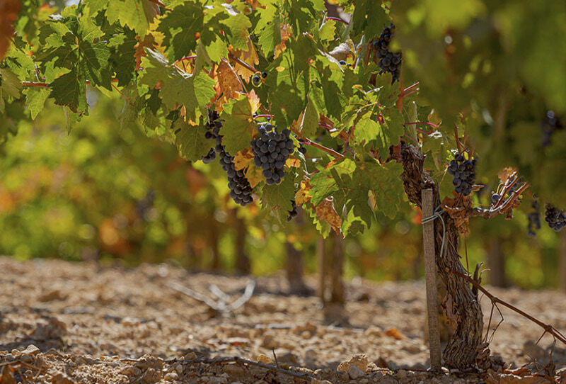 MENSAJE EN UNA BOTELLA® «Wine not?» Edición RED MBE Reserva